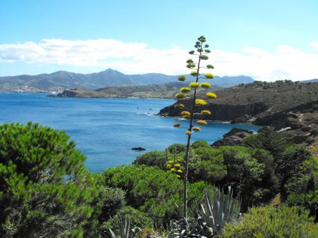 Appartement F2 à louer - 3 pièces - 37,15 m2 - Argeles Sur Mer - 66 - LANGUEDOC-ROUSSILLON