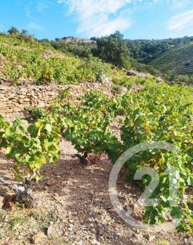 Terrain &agrave; vendre - 10800 m2 - Collioure - 66 - LANGUEDOC-ROUSSILLON
