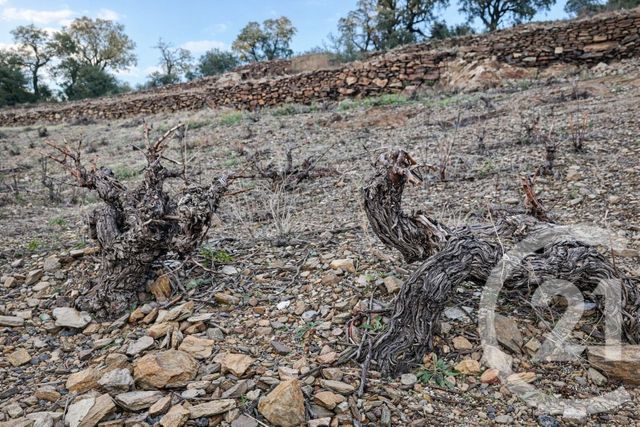 Terrain &agrave; vendre - 10800 m2 - Collioure - 66 - LANGUEDOC-ROUSSILLON