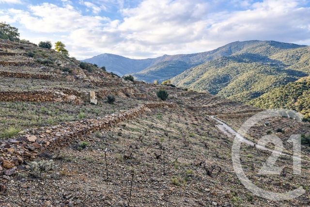 Terrain &agrave; vendre - 10800 m2 - Collioure - 66 - LANGUEDOC-ROUSSILLON